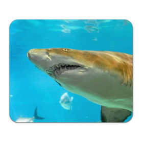 Коврик прямоугольный с принтом Тигровая акула в Тюмени, натуральный каучук | размер 230 х 185 мм; запечатка лицевой стороны | голубое море | океан | рыба