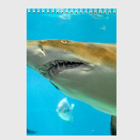 Скетчбук с принтом Тигровая акула в Тюмени, 100% бумага
 | 48 листов, плотность листов — 100 г/м2, плотность картонной обложки — 250 г/м2. Листы скреплены сверху удобной пружинной спиралью | голубое море | океан | рыба