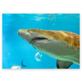 Поздравительная открытка с принтом Тигровая акула в Тюмени, 100% бумага | плотность бумаги 280 г/м2, матовая, на обратной стороне линовка и место для марки
 | голубое море | океан | рыба