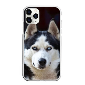 Чехол для iPhone 11 Pro матовый с принтом Хаски в Тюмени, Силикон |  | dog | лабрадор | мопс | пес | собака | такса | хаски | щеночек