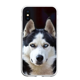 Чехол для iPhone XS Max матовый с принтом Хаски в Тюмени, Силикон | Область печати: задняя сторона чехла, без боковых панелей | dog | лабрадор | мопс | пес | собака | такса | хаски | щеночек