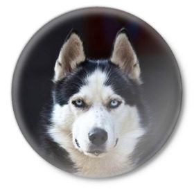 Значок с принтом Хаски в Тюмени,  металл | круглая форма, металлическая застежка в виде булавки | Тематика изображения на принте: dog | лабрадор | мопс | пес | собака | такса | хаски | щеночек