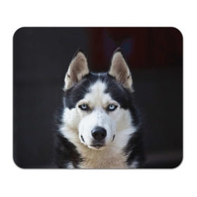 Коврик прямоугольный с принтом Хаски в Тюмени, натуральный каучук | размер 230 х 185 мм; запечатка лицевой стороны | dog | лабрадор | мопс | пес | собака | такса | хаски | щеночек
