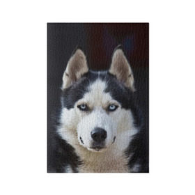 Обложка для паспорта матовая кожа с принтом Хаски в Тюмени, натуральная матовая кожа | размер 19,3 х 13,7 см; прозрачные пластиковые крепления | dog | лабрадор | мопс | пес | собака | такса | хаски | щеночек