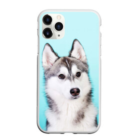 Чехол для iPhone 11 Pro матовый с принтом Blue в Тюмени, Силикон |  | dog | бандит | пес | собака | хаски | хаски бандит | щеночек