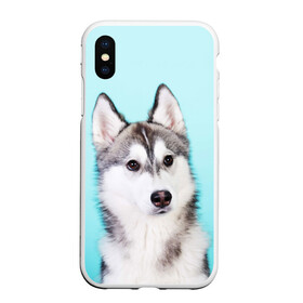 Чехол для iPhone XS Max матовый с принтом Blue в Тюмени, Силикон | Область печати: задняя сторона чехла, без боковых панелей | dog | бандит | пес | собака | хаски | хаски бандит | щеночек