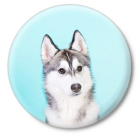Значок с принтом Blue в Тюмени,  металл | круглая форма, металлическая застежка в виде булавки | dog | бандит | пес | собака | хаски | хаски бандит | щеночек