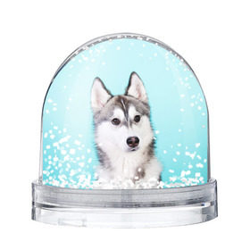 Водяной шар с принтом Blue в Тюмени, Пластик | Изображение внутри шара печатается на глянцевой фотобумаге с двух сторон | dog | бандит | пес | собака | хаски | хаски бандит | щеночек