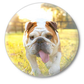 Значок с принтом Funny Dog в Тюмени,  металл | круглая форма, металлическая застежка в виде булавки | dog | английский бульдог | пес | собака