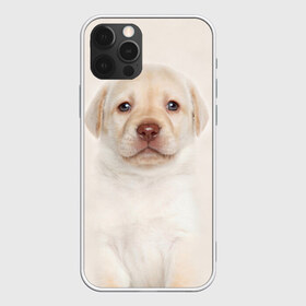 Чехол для iPhone 12 Pro Max с принтом Лабрадор в Тюмени, Силикон |  | dog | labrador | puppy | порода | собака | собачка | щенок