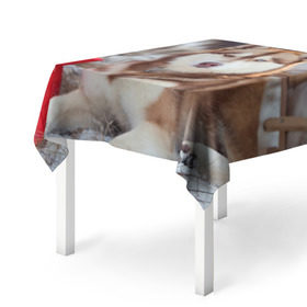 Скатерть 3D с принтом Хаски в Тюмени, 100% полиэстер (ткань не мнется и не растягивается) | Размер: 150*150 см | dog | лабрадор | мопс | пес | собака | такса | хаски | щеночек