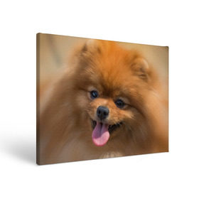 Холст прямоугольный с принтом Милашка в Тюмени, 100% ПВХ |  | Тематика изображения на принте: dog | пес | померанский | собака | шпиц | щеночек