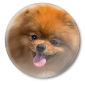 Значок с принтом Милашка в Тюмени,  металл | круглая форма, металлическая застежка в виде булавки | dog | пес | померанский | собака | шпиц | щеночек
