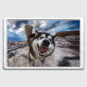 Магнит 45*70 с принтом Smile в Тюмени, Пластик | Размер: 78*52 мм; Размер печати: 70*45 | dog | лабрадор | мопс | пес | собака | такса | хаски | щеночек
