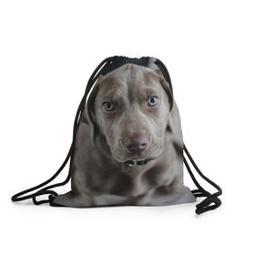 Рюкзак-мешок 3D с принтом Puppy в Тюмени, 100% полиэстер | плотность ткани — 200 г/м2, размер — 35 х 45 см; лямки — толстые шнурки, застежка на шнуровке, без карманов и подкладки | Тематика изображения на принте: dog | веймаранер | пес | собака | щеночек