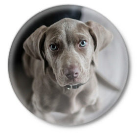 Значок с принтом Puppy в Тюмени,  металл | круглая форма, металлическая застежка в виде булавки | dog | веймаранер | пес | собака | щеночек