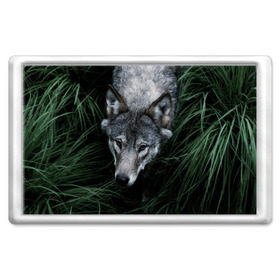 Магнит 45*70 с принтом Волк в траве в Тюмени, Пластик | Размер: 78*52 мм; Размер печати: 70*45 | Тематика изображения на принте: природа | серый | хищник