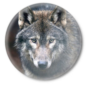 Значок с принтом Серый волк в Тюмени,  металл | круглая форма, металлическая застежка в виде булавки | Тематика изображения на принте: аука | бирюк | волк | волчара | волчица | волчок | глаза | животное | животные | зверь | зеленые | койот | лес | млекопитающее | природа | санитар леса | серый | уши | фауна | хищник | черный | шакал