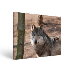 Холст прямоугольный с принтом Серый волк в Тюмени, 100% ПВХ |  | аука | бирюк | волк | волчара | волчица | волчок | глаза | животное | животные | зверь | зеленые | койот | лес | млекопитающее | природа | санитар леса | серый | уши | фауна | хищник | черный | шакал