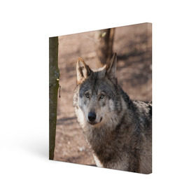 Холст квадратный с принтом Серый волк в Тюмени, 100% ПВХ |  | Тематика изображения на принте: аука | бирюк | волк | волчара | волчица | волчок | глаза | животное | животные | зверь | зеленые | койот | лес | млекопитающее | природа | санитар леса | серый | уши | фауна | хищник | черный | шакал