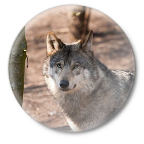 Значок с принтом Серый волк в Тюмени,  металл | круглая форма, металлическая застежка в виде булавки | аука | бирюк | волк | волчара | волчица | волчок | глаза | животное | животные | зверь | зеленые | койот | лес | млекопитающее | природа | санитар леса | серый | уши | фауна | хищник | черный | шакал