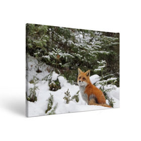 Холст прямоугольный с принтом Лиса в зимнем лесу в Тюмени, 100% ПВХ |  | Тематика изображения на принте: fox | животное | зверь | красивая | лес | лис | лиса | лисенок | лисица | лисичка | мех | патрикеевна | песец | плутовка | прикольная | природа | рыжая | рыжий цвет | сказка | хвост | хитрая | хищник