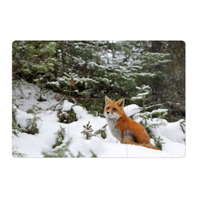 Магнитный плакат 3Х2 с принтом Лиса в зимнем лесу в Тюмени, Полимерный материал с магнитным слоем | 6 деталей размером 9*9 см | Тематика изображения на принте: fox | животное | зверь | красивая | лес | лис | лиса | лисенок | лисица | лисичка | мех | патрикеевна | песец | плутовка | прикольная | природа | рыжая | рыжий цвет | сказка | хвост | хитрая | хищник