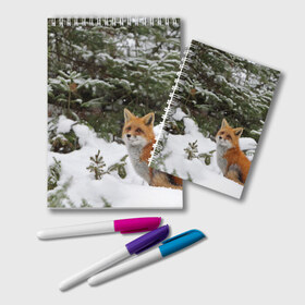 Блокнот с принтом Лиса в зимнем лесу в Тюмени, 100% бумага | 48 листов, плотность листов — 60 г/м2, плотность картонной обложки — 250 г/м2. Листы скреплены удобной пружинной спиралью. Цвет линий — светло-серый
 | Тематика изображения на принте: fox | животное | зверь | красивая | лес | лис | лиса | лисенок | лисица | лисичка | мех | патрикеевна | песец | плутовка | прикольная | природа | рыжая | рыжий цвет | сказка | хвост | хитрая | хищник