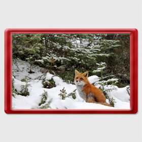 Магнит 45*70 с принтом Лиса в зимнем лесу в Тюмени, Пластик | Размер: 78*52 мм; Размер печати: 70*45 | Тематика изображения на принте: fox | животное | зверь | красивая | лес | лис | лиса | лисенок | лисица | лисичка | мех | патрикеевна | песец | плутовка | прикольная | природа | рыжая | рыжий цвет | сказка | хвост | хитрая | хищник