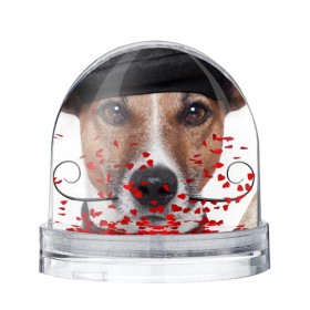 Водяной шар с принтом Джек рассел - мексиканец в Тюмени, Пластик | Изображение внутри шара печатается на глянцевой фотобумаге с двух сторон | джек | любимец | пес | песик | питомец | рассел | собака | собаки | собачка | терьер