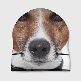 Шапка 3D с принтом Джек рассел - мексиканец в Тюмени, 100% полиэстер | универсальный размер, печать по всей поверхности изделия | джек | любимец | пес | песик | питомец | рассел | собака | собаки | собачка | терьер