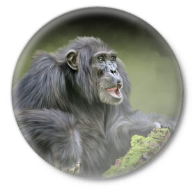 Значок с принтом Шимпанзе в Тюмени,  металл | круглая форма, металлическая застежка в виде булавки | животные | обезьяна 