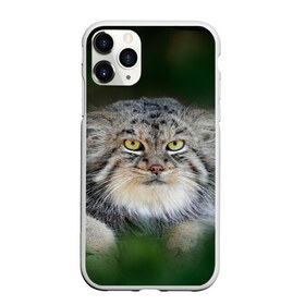 Чехол для iPhone 11 Pro матовый с принтом Манул в Тюмени, Силикон |  | Тематика изображения на принте: всеядный | детеныш | дикие | животные | звери | зверята | кот | манул | медведь | хищник