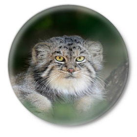 Значок с принтом Манул в Тюмени,  металл | круглая форма, металлическая застежка в виде булавки | всеядный | детеныш | дикие | животные | звери | зверята | кот | манул | медведь | хищник