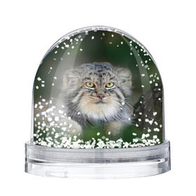 Снежный шар с принтом Манул в Тюмени, Пластик | Изображение внутри шара печатается на глянцевой фотобумаге с двух сторон | всеядный | детеныш | дикие | животные | звери | зверята | кот | манул | медведь | хищник