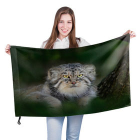 Флаг 3D с принтом Манул в Тюмени, 100% полиэстер | плотность ткани — 95 г/м2, размер — 67 х 109 см. Принт наносится с одной стороны | всеядный | детеныш | дикие | животные | звери | зверята | кот | манул | медведь | хищник