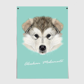 Постер с принтом Alaskan Malamute в Тюмени, 100% бумага
 | бумага, плотность 150 мг. Матовая, но за счет высокого коэффициента гладкости имеет небольшой блеск и дает на свету блики, но в отличии от глянцевой бумаги не покрыта лаком | alaskan malamute | dog | puppy | маламут | собака | хаски | щенок