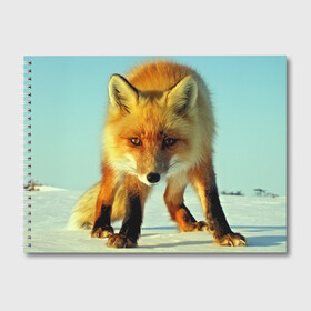 Альбом для рисования с принтом Лисица в Тюмени, 100% бумага
 | матовая бумага, плотность 200 мг. | Тематика изображения на принте: 3d | другие | животные | зима | лиса | прикольные | природа | снег | хищники | цветные | яркие
