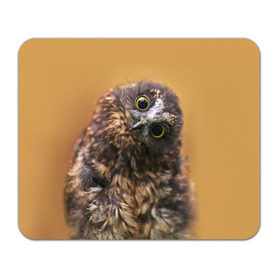 Коврик прямоугольный с принтом Совёнок в Тюмени, натуральный каучук | размер 230 х 185 мм; запечатка лицевой стороны | взгляд | глаза | клюв | пернатые | перья | прикол | птица | сова | юмор