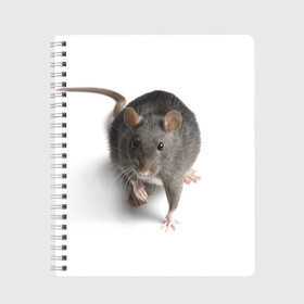 Тетрадь с принтом Крыса в Тюмени, 100% бумага | 48 листов, плотность листов — 60 г/м2, плотность картонной обложки — 250 г/м2. Листы скреплены сбоку удобной пружинной спиралью. Уголки страниц и обложки скругленные. Цвет линий — светло-серый
 | Тематика изображения на принте: животные | крыса | мышка | мышь