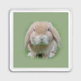 Магнит 55*55 с принтом Кролик в Тюмени, Пластик | Размер: 65*65 мм; Размер печати: 55*55 мм | грызун | животные | заяц | кролик | мордочка | природа | пушистый | уши