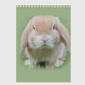 Скетчбук с принтом Кролик в Тюмени, 100% бумага
 | 48 листов, плотность листов — 100 г/м2, плотность картонной обложки — 250 г/м2. Листы скреплены сверху удобной пружинной спиралью | грызун | животные | заяц | кролик | мордочка | природа | пушистый | уши
