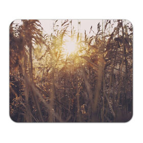 Коврик прямоугольный с принтом Солнце во ржи в Тюмени, натуральный каучук | размер 230 х 185 мм; запечатка лицевой стороны | восход | закат | лучи | поле | природа | растения | рож | солнце | тепло
