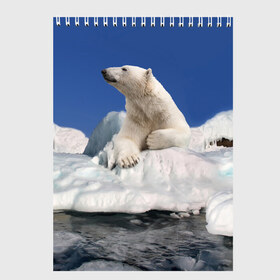 Скетчбук с принтом Арктика в Тюмени, 100% бумага
 | 48 листов, плотность листов — 100 г/м2, плотность картонной обложки — 250 г/м2. Листы скреплены сверху удобной пружинной спиралью | animals | bear | ice | nature | polar bear | power | travel | белый медведь | животные | лёд | медведь | природа | путешествия | сила | снег