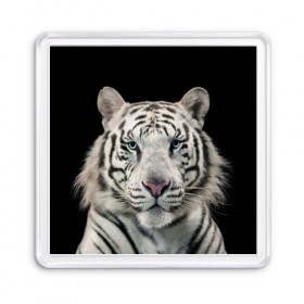 Магнит 55*55 с принтом White tiger в Тюмени, Пластик | Размер: 65*65 мм; Размер печати: 55*55 мм | tiger white | белый тигр | дикая кошка | тигр