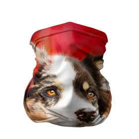 Бандана-труба 3D с принтом Бордер колли в красных листьях в Тюмени, 100% полиэстер, ткань с особыми свойствами — Activecool | плотность 150‒180 г/м2; хорошо тянется, но сохраняет форму | Тематика изображения на принте: border collie | dog | бордер колли | красный | листья | осень | собака