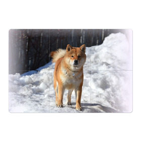 Магнитный плакат 3Х2 с принтом Акита-ину в Тюмени, Полимерный материал с магнитным слоем | 6 деталей размером 9*9 см | Тематика изображения на принте: акита | животное | животные | ину | овчарка | пес | песик | псы | сиба | собака | собаки | шиба