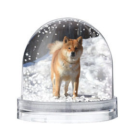 Снежный шар с принтом Акита-ину в Тюмени, Пластик | Изображение внутри шара печатается на глянцевой фотобумаге с двух сторон | Тематика изображения на принте: акита | животное | животные | ину | овчарка | пес | песик | псы | сиба | собака | собаки | шиба