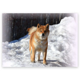 Поздравительная открытка с принтом Акита-ину в Тюмени, 100% бумага | плотность бумаги 280 г/м2, матовая, на обратной стороне линовка и место для марки
 | Тематика изображения на принте: акита | животное | животные | ину | овчарка | пес | песик | псы | сиба | собака | собаки | шиба