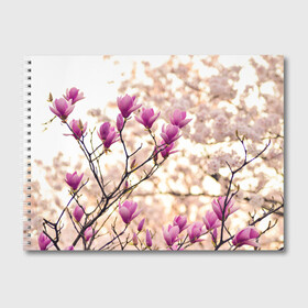 Альбом для рисования с принтом Сакура в Тюмени, 100% бумага
 | матовая бумага, плотность 200 мг. | деревья | красота | небо | природа | сакура | цветение | цветы | япония